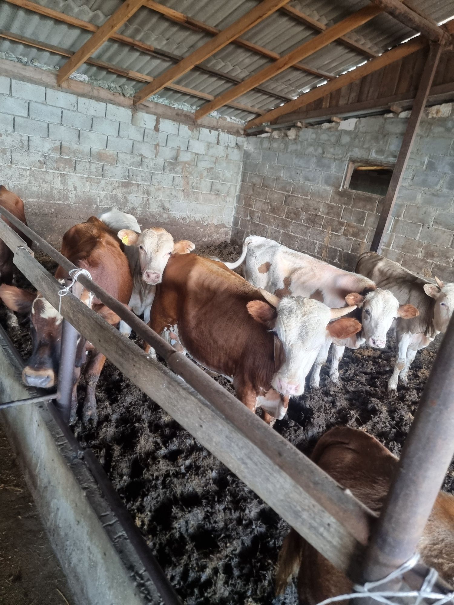 продам бычков 9 голов