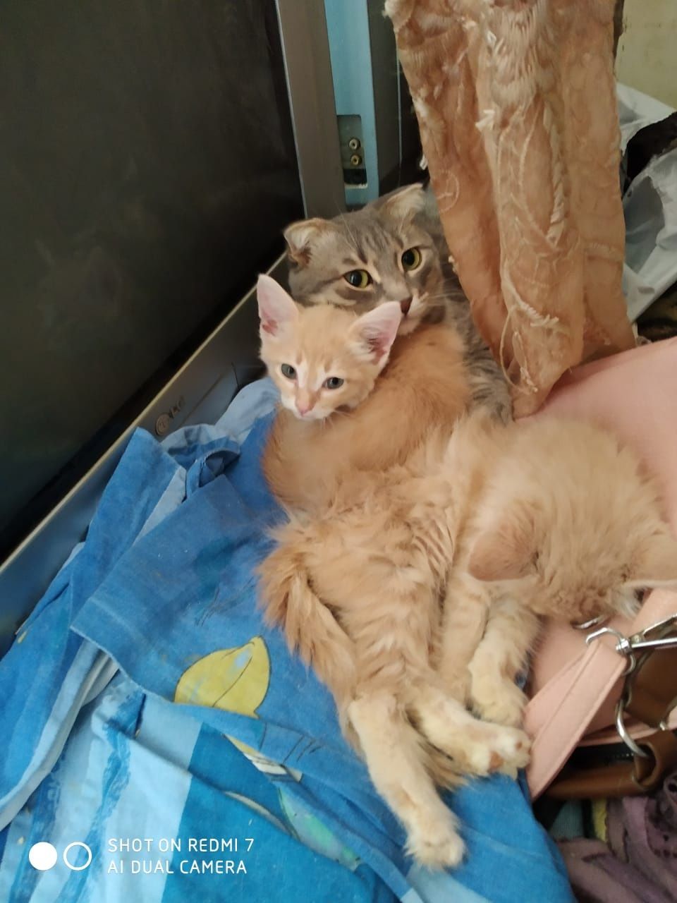 Продаются котята