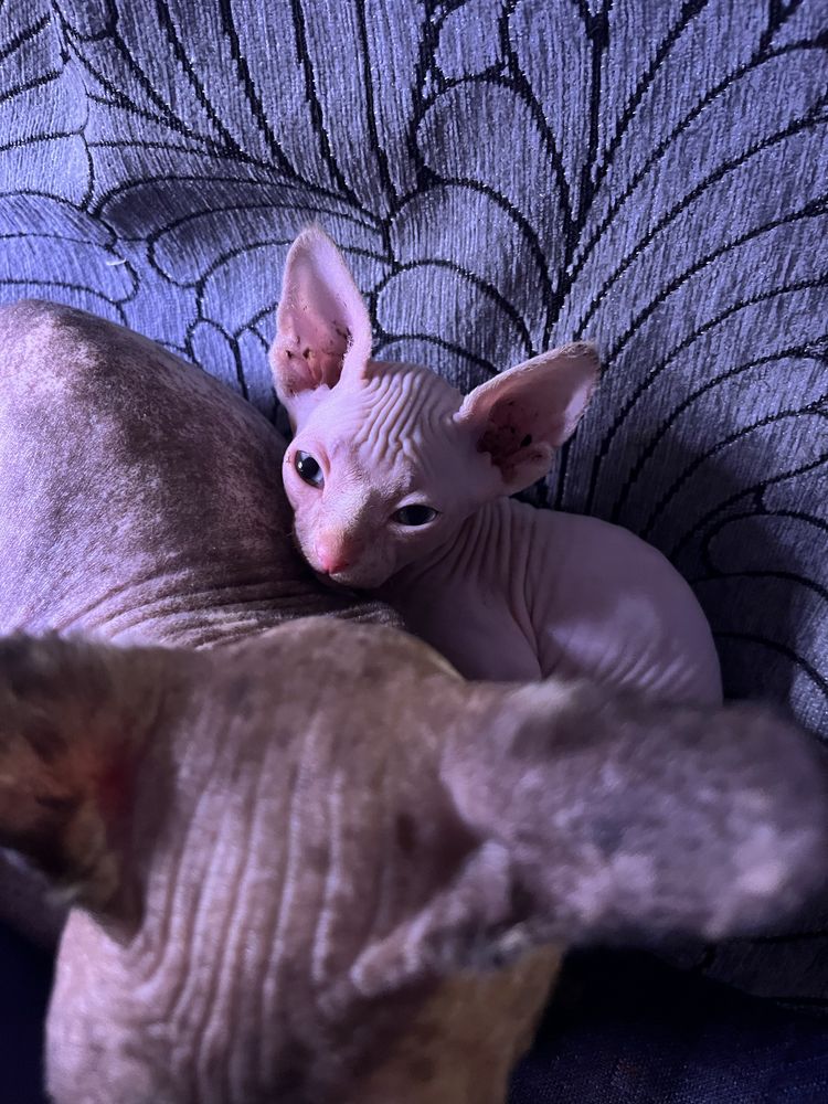 Продам котенка Сфинкс