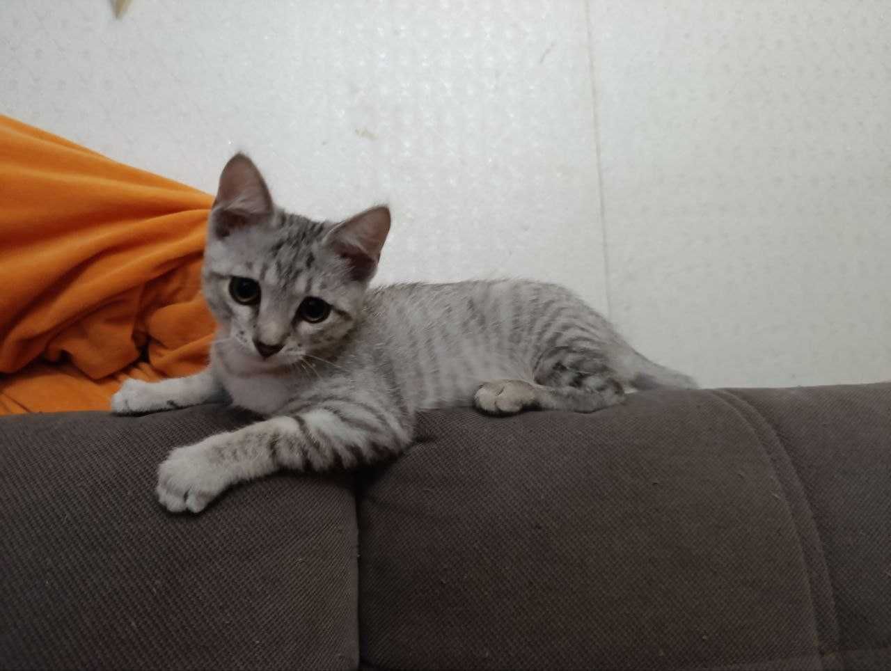 Отдам котенка девочку в добрые руки
