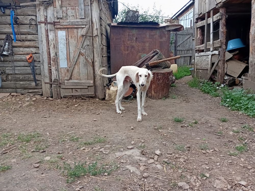 Тазы щенок продам