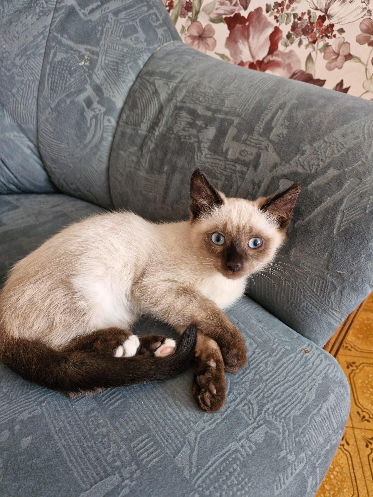 Котят в добрые руки