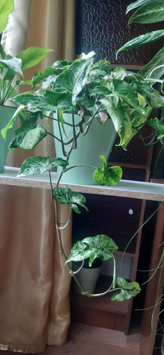Продам сингониум , 2 разных сорта
