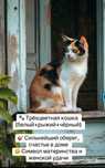 Котенок девочка трехцветная