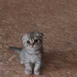 Продаём котят шотландские вислоухие