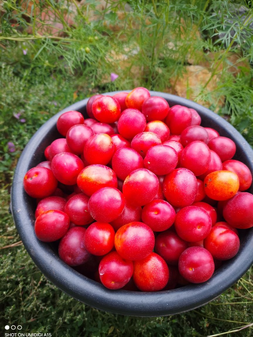 Продам сливу дачную