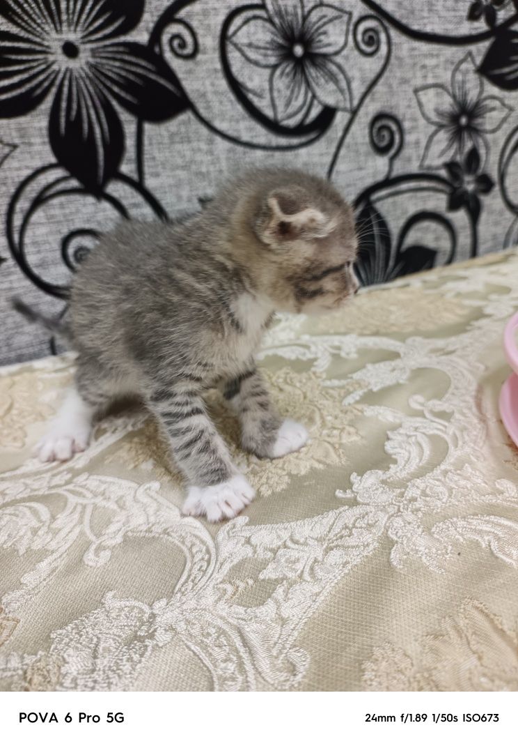 Отдам красивого вислоухого котёнка!