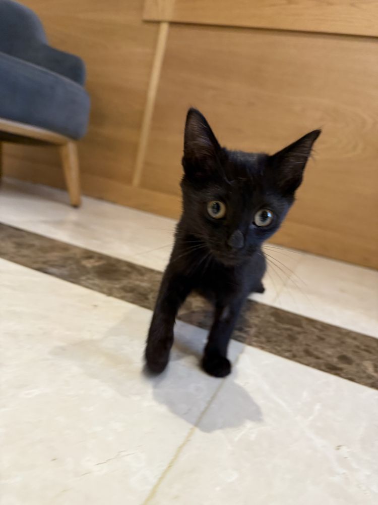 Котенок ищет семью, 2- месячная