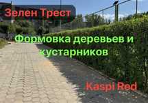 Спил деревье формовка кустарников
