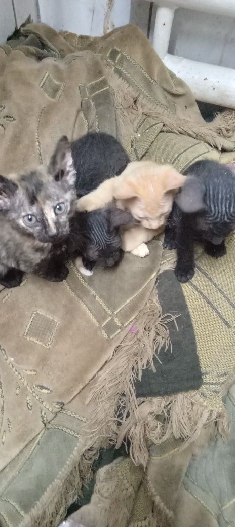 Котята брашки..2 месяца