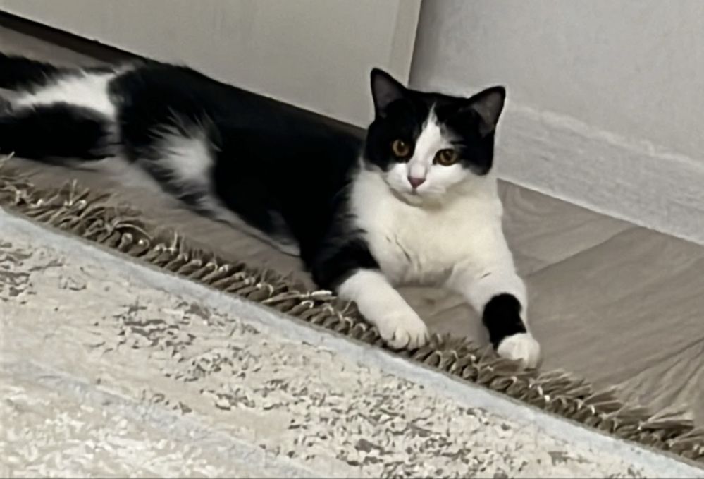 Кот кошка Бесплатно только в добрые руки!