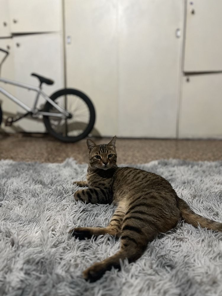Отдам кота бенгала