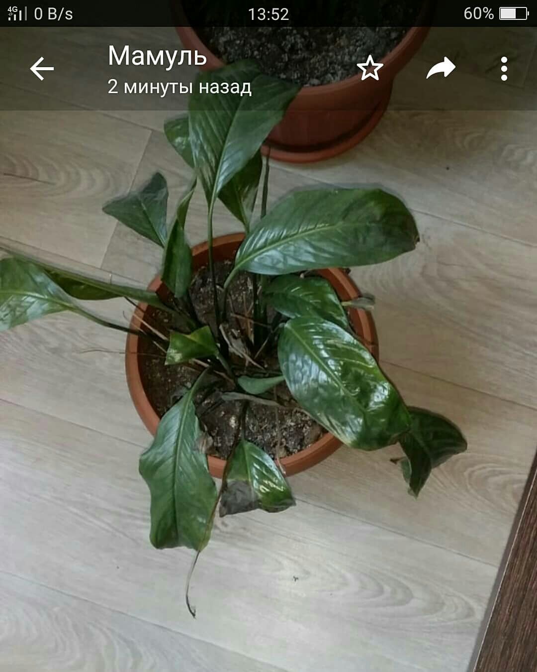 Продам разные комнатные растения