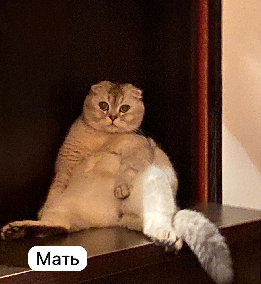 Продается породистый котенок !