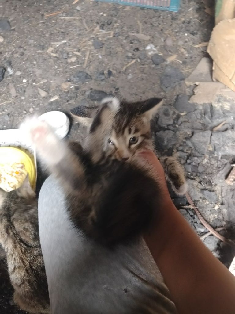Кошки и кот 2 кота и кошки