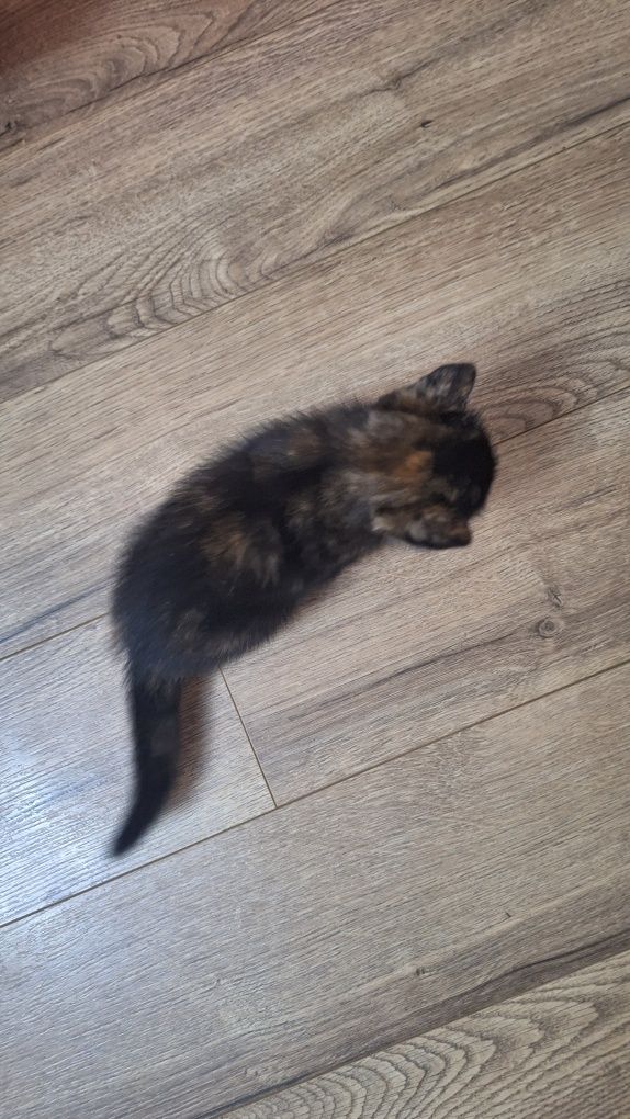 Котята отдам даром