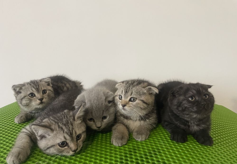 Отдам породистых котят в хорошие руки за символическую цену