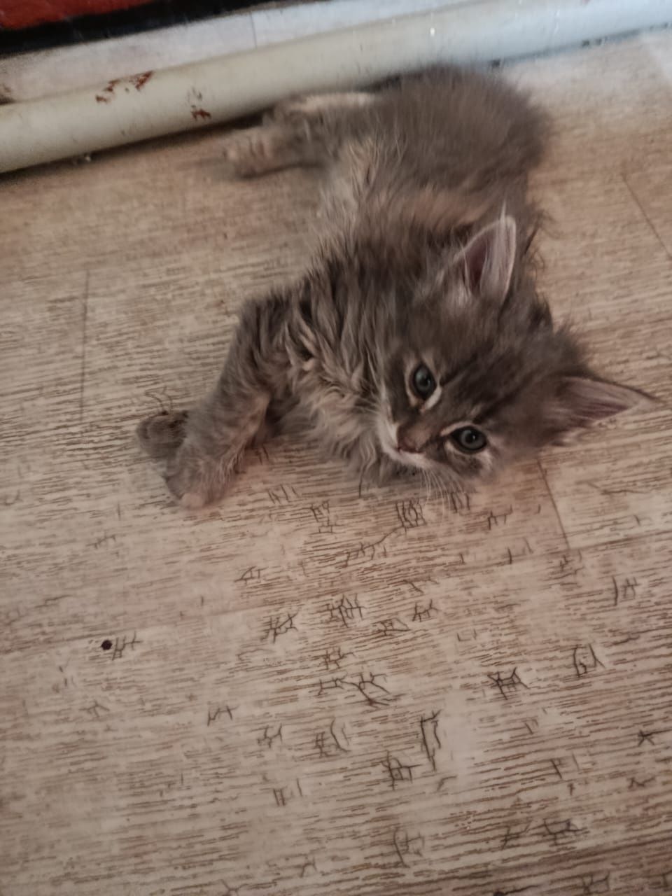 Обычные котята домашние