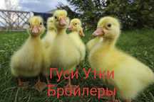 Гусята Утята Цыплята Бройлеры