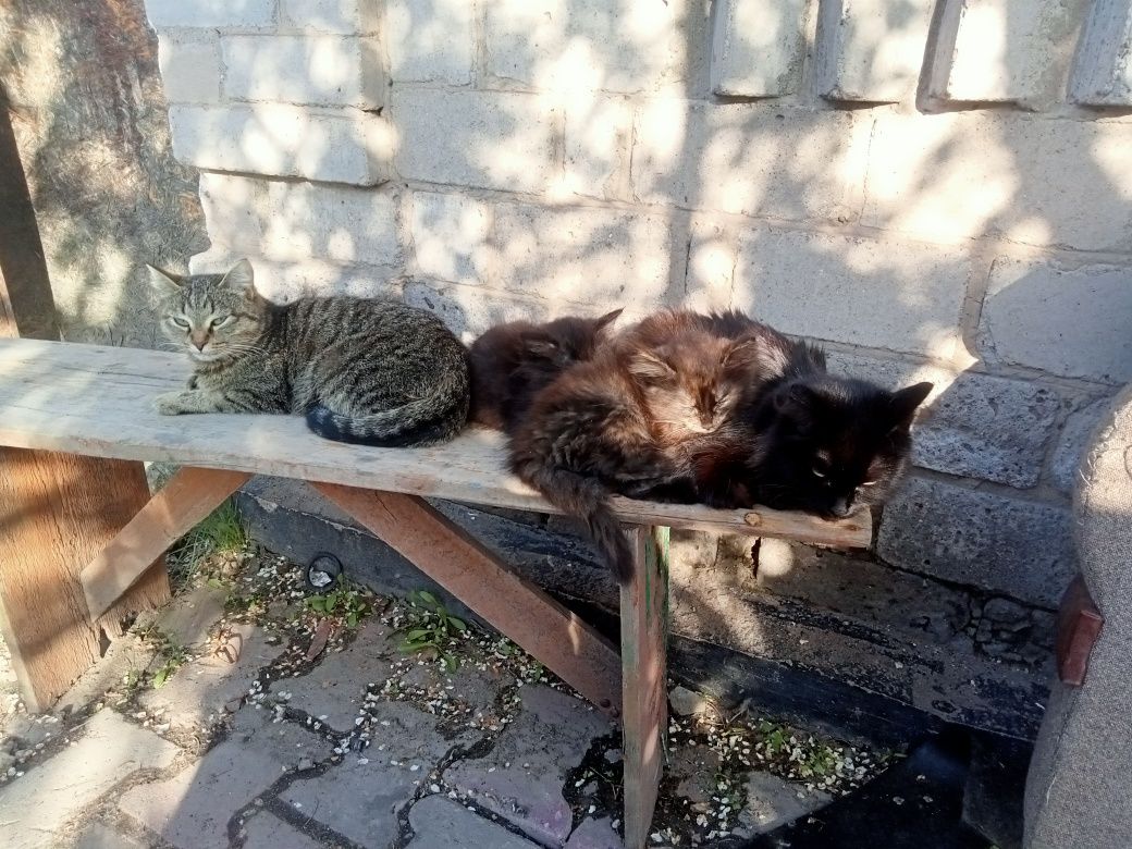Отдам котят в хорошие руки