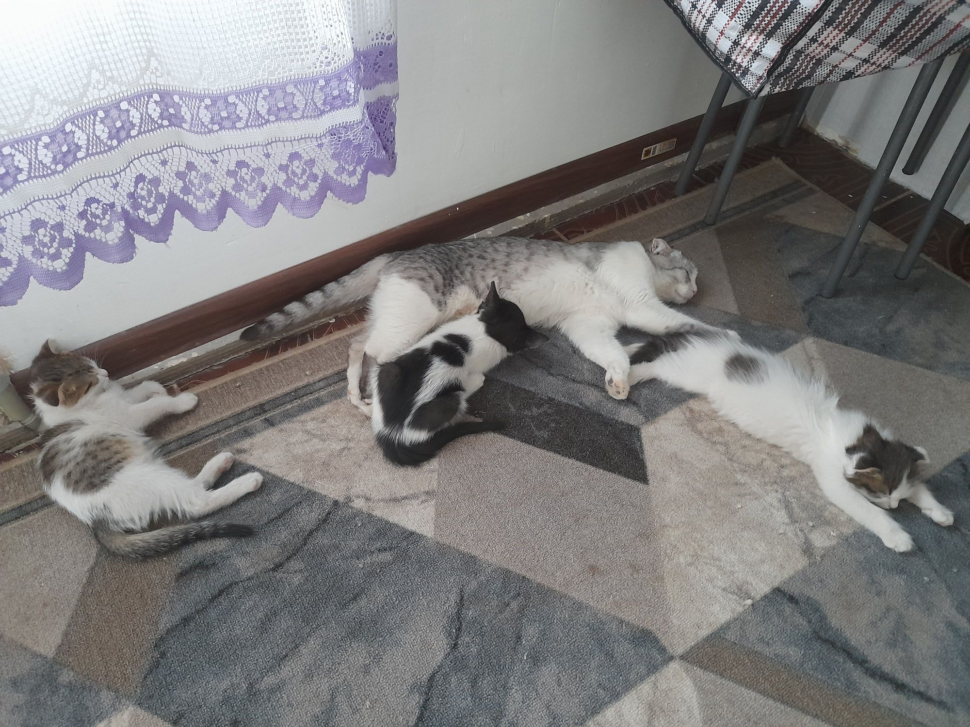Бесплатно котята