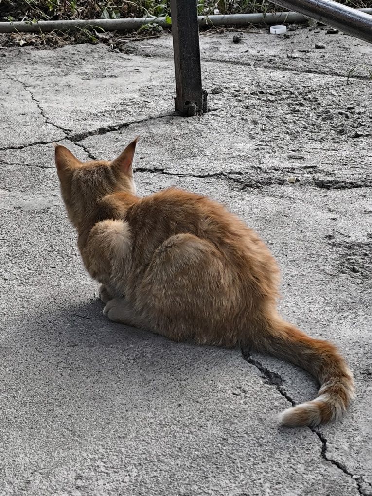 Котёнок. Бесплатно