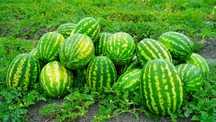 Продам арбуз оптом