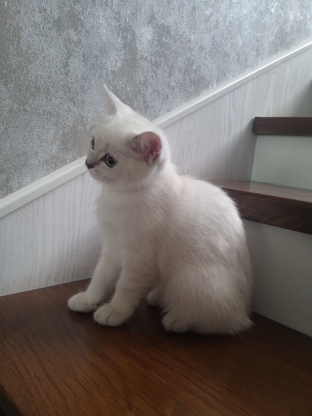Продам котенка британскую короткошерстную серебристую шиншиллу.