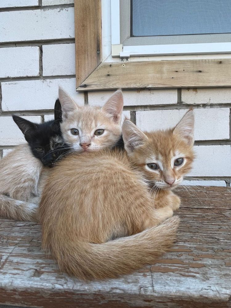 Отдам даром котят