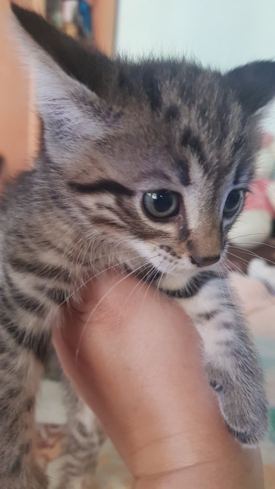 Котята ищут себе любящих хозяев