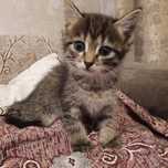 Отдам красивых котят