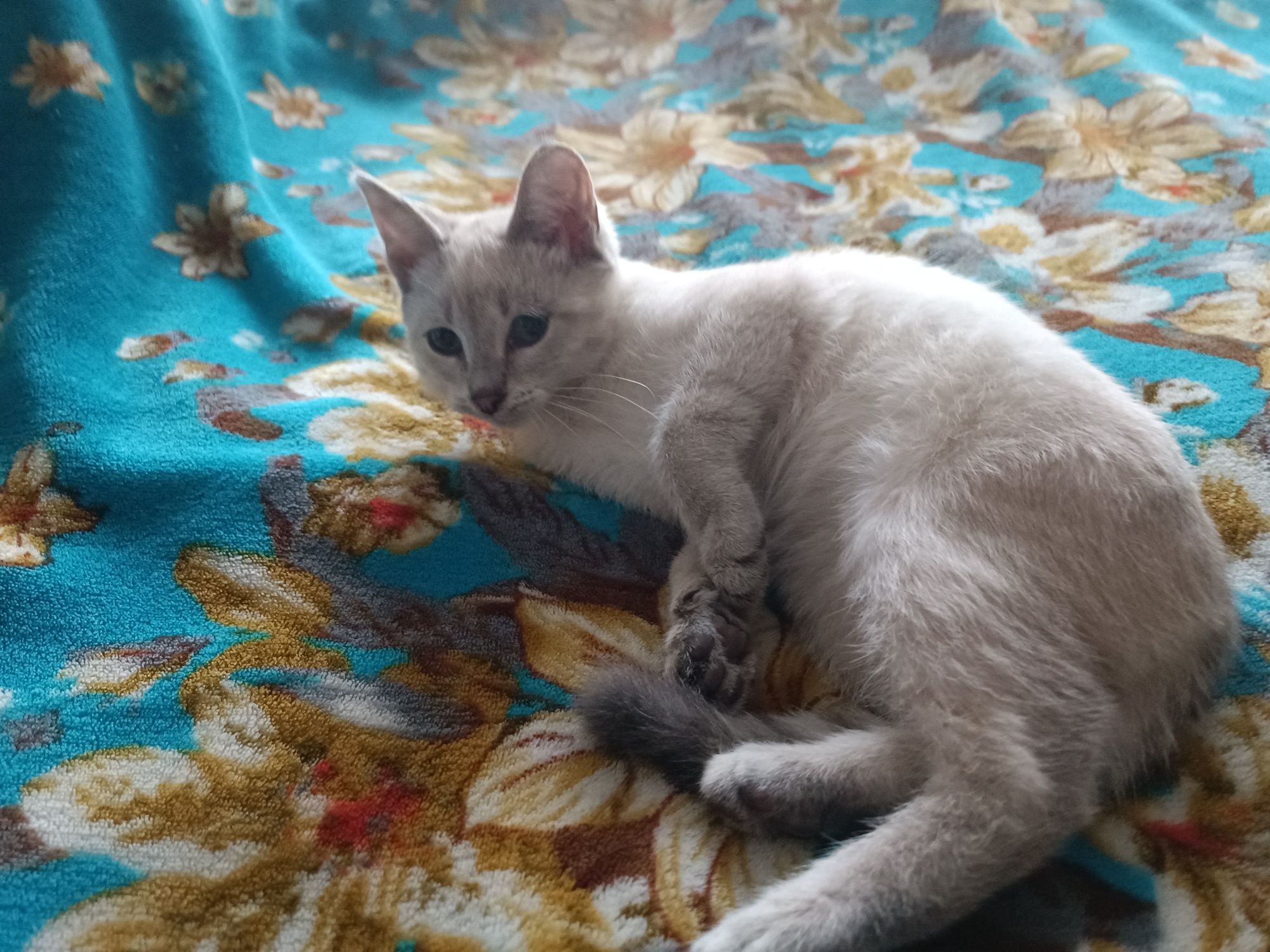 Котенок кошечка к любящим людям