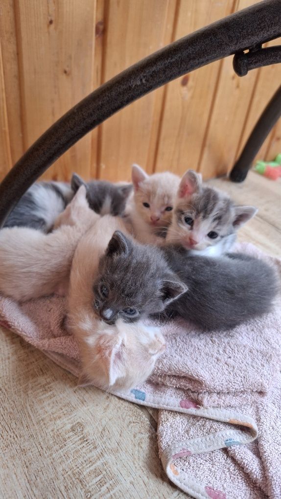 Котят отдам в добрые руки срочно