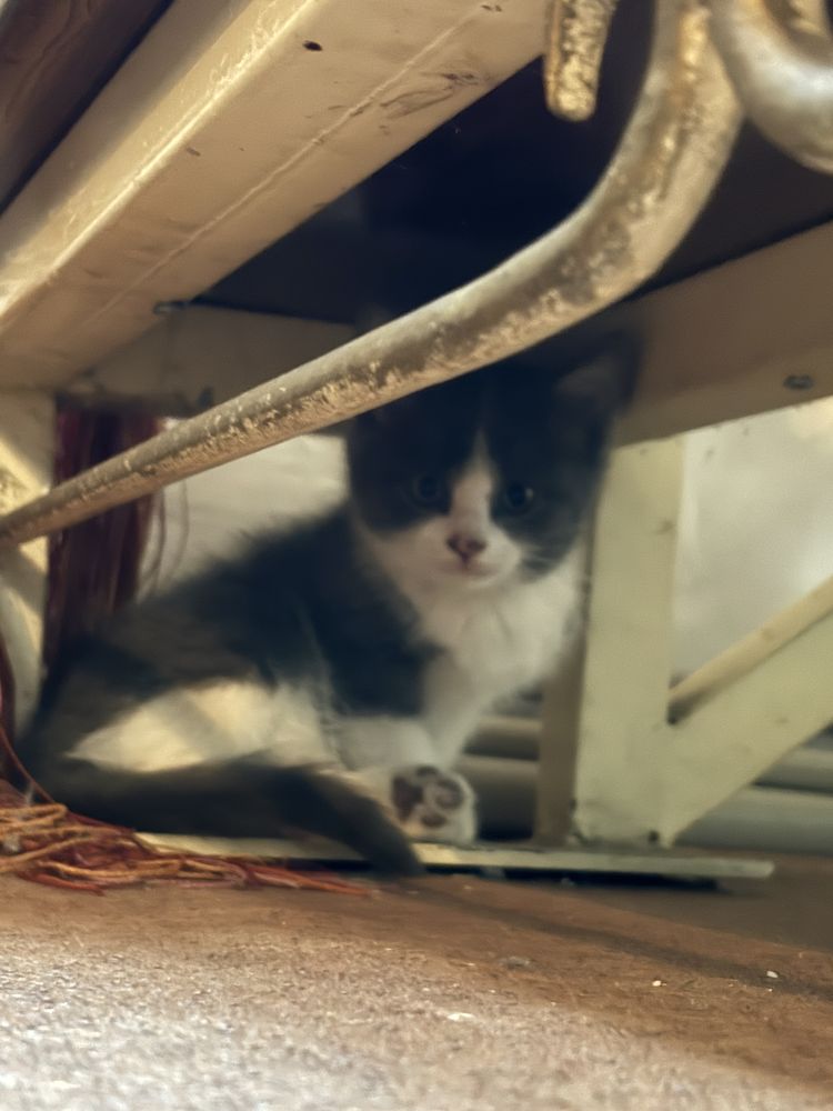 Отдадим кошку и трёх котят в добрые руки!