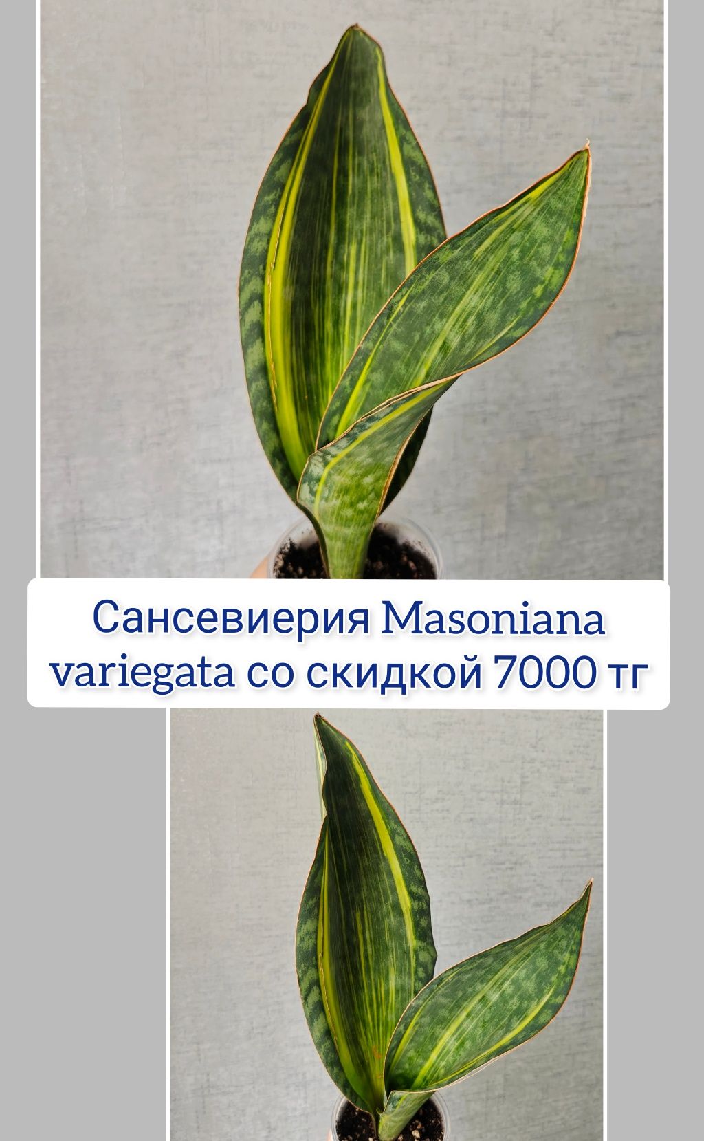Кактус суккуленты комнатные цветы