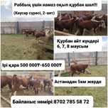 Құрбан айтқа ірі қара мал бар