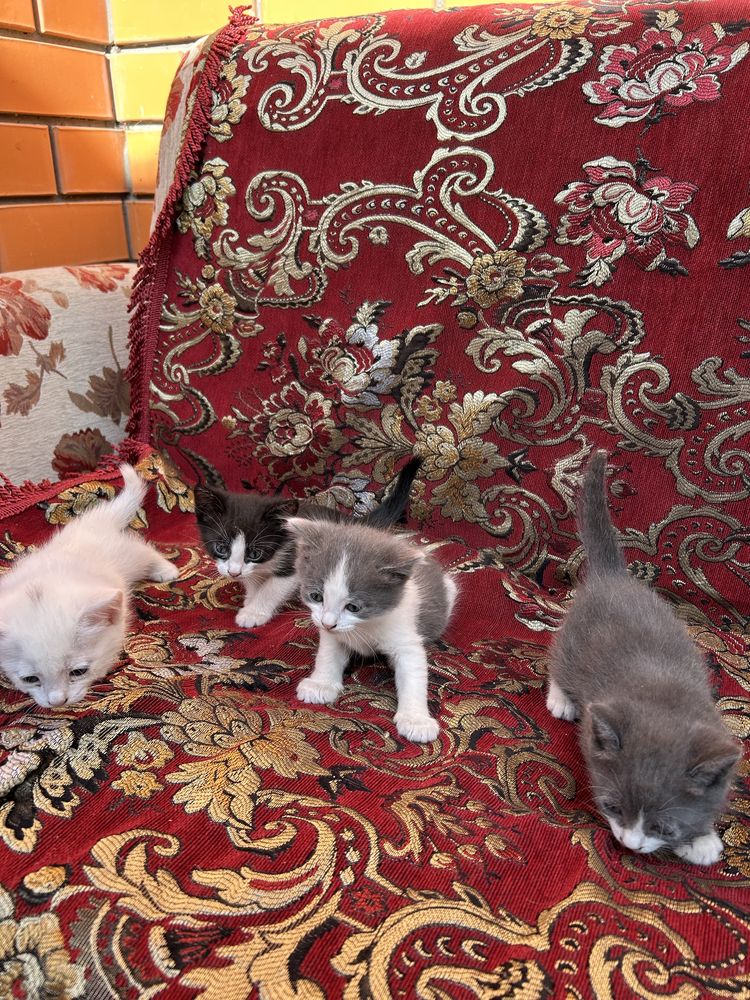 Котята, 5 штук, мальчики и девочки, в добрые руки бесплатно