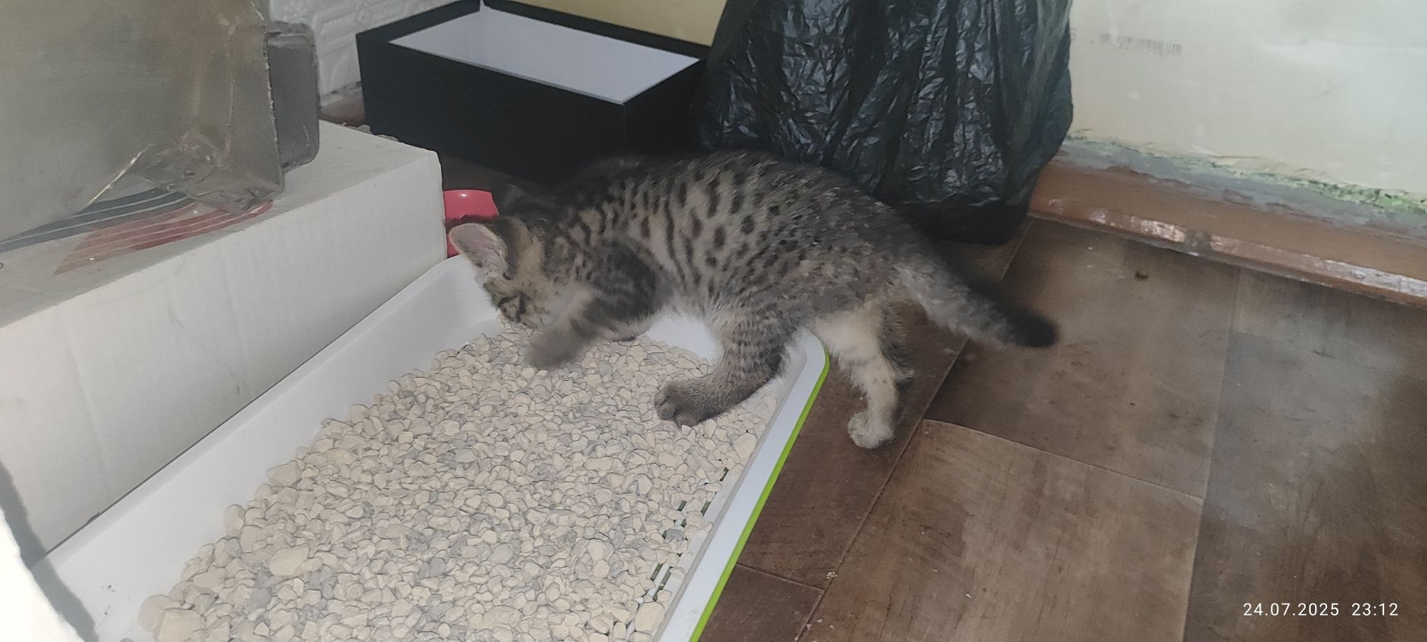 Отдам Котенка!!!