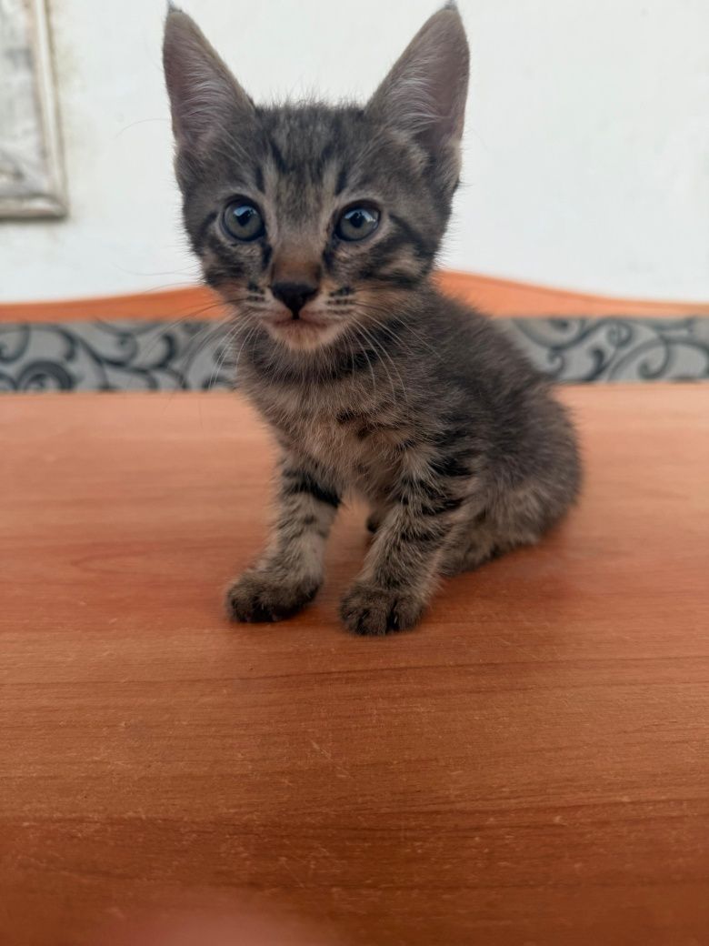Котята, 1,5 месяца
