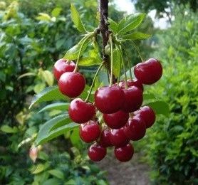 Продам свежую вищню