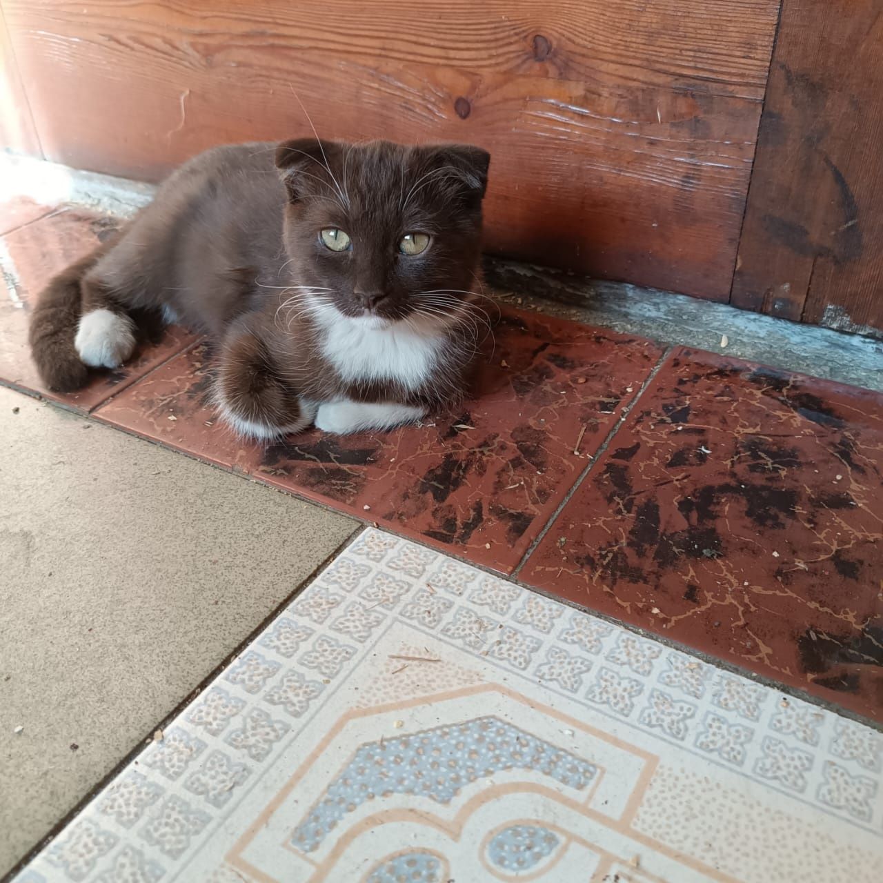 Котенок- мальчик
