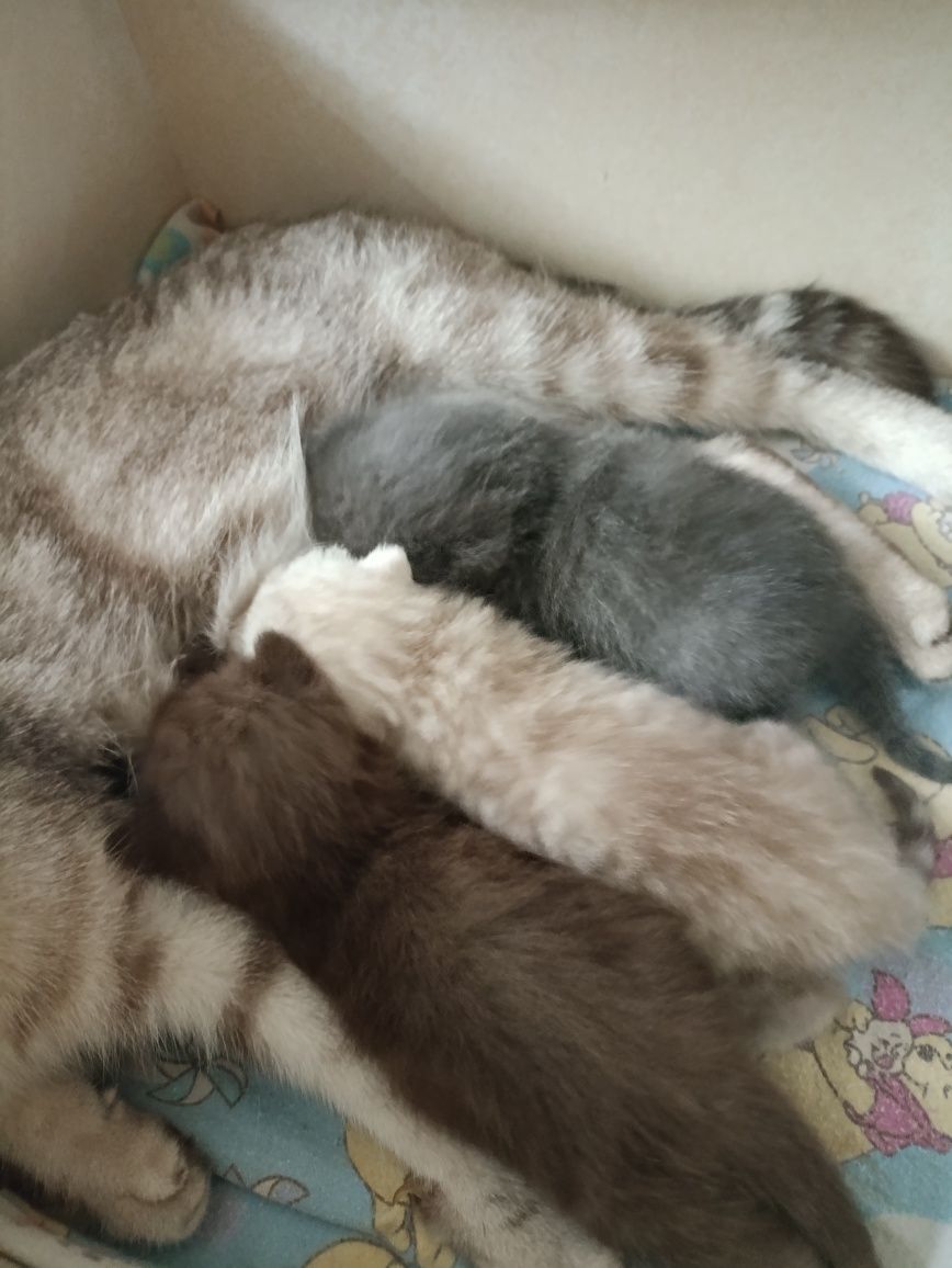 Продам котят британцы