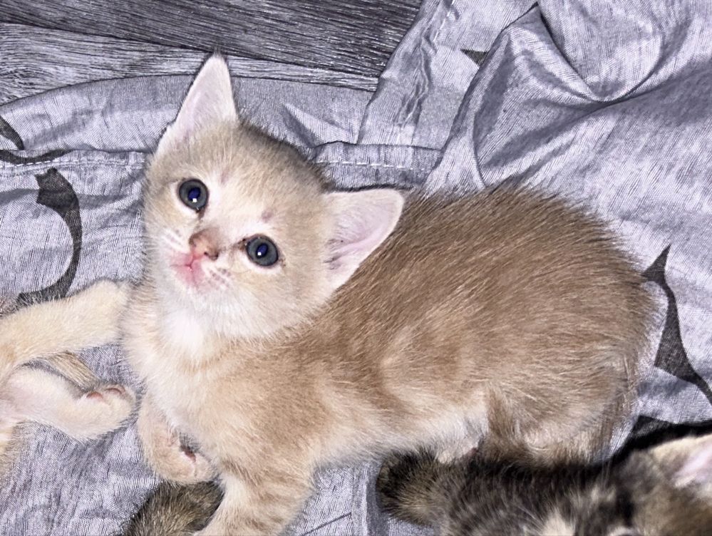 Котята британские котенок