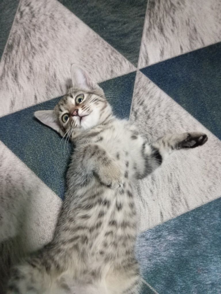 Отдам котенка (девочка)