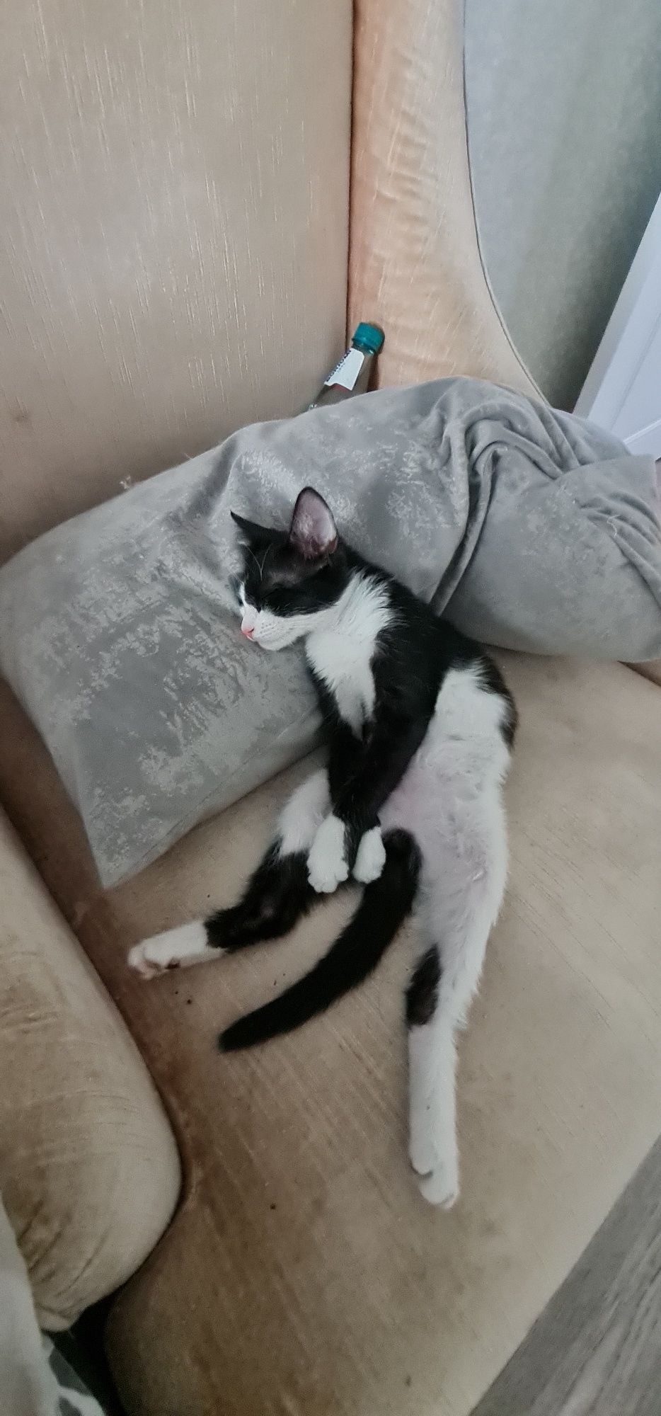Котенок бесплатно