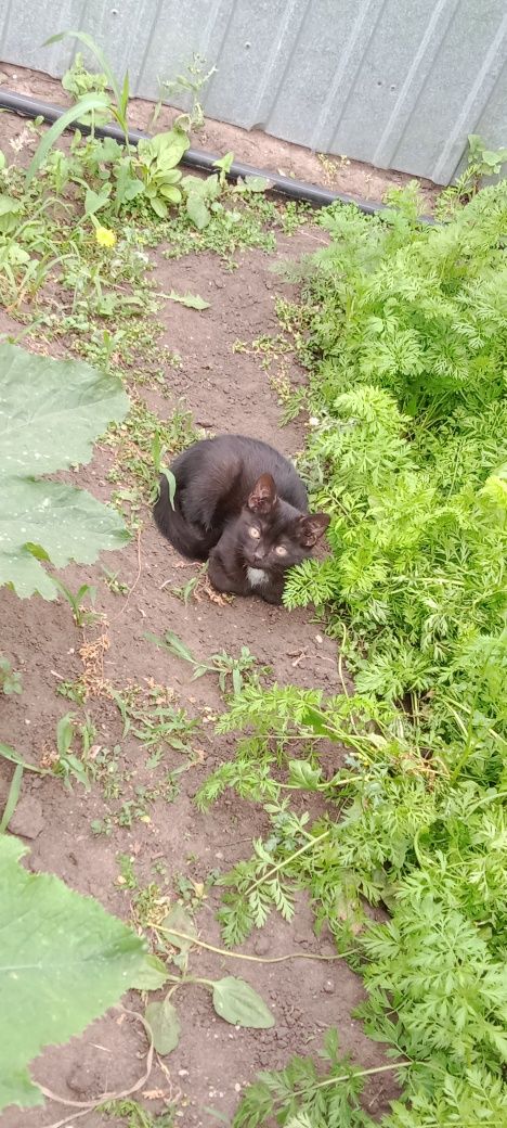 Отдаю котят бесплатно, 3 мес мальчики