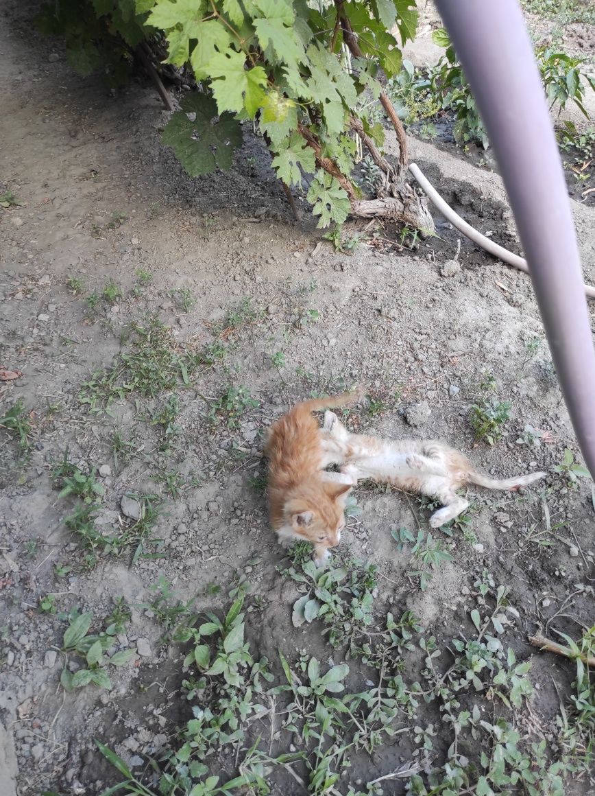 Бесплатно рыжие котята