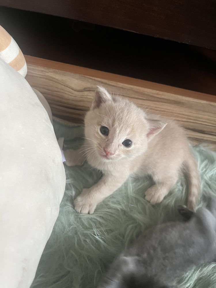 Отдам котят даром …………………………..