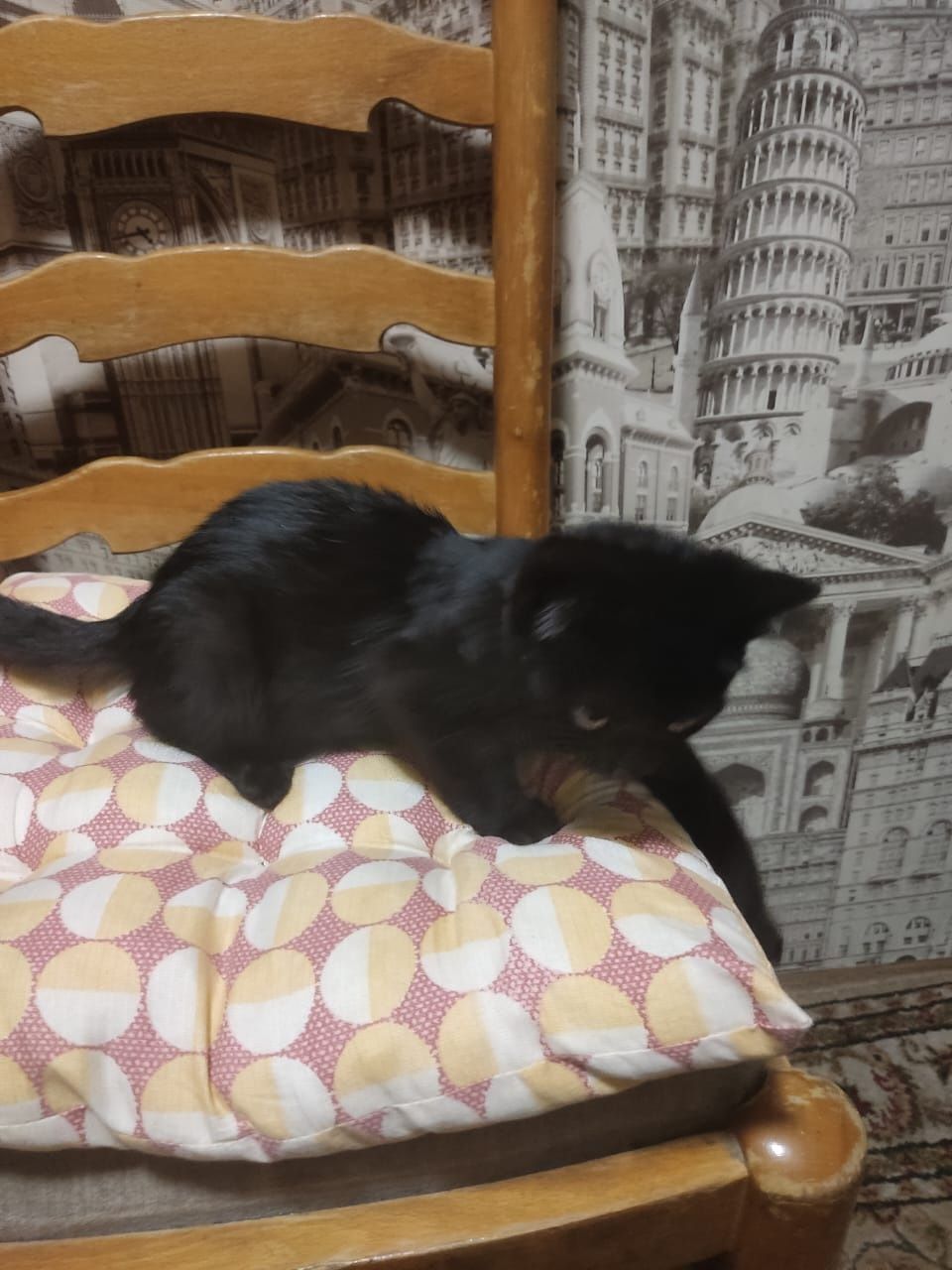 Котёнок  отдам в добрые руки