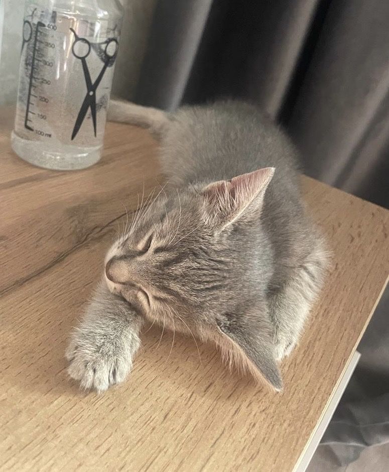 Отдадим котенка в ответственные руки